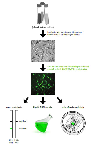 cell-based test