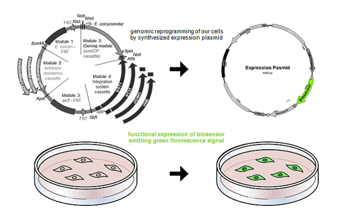 genome integration