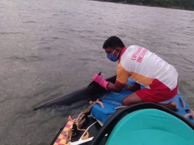 Rescued dolphin in Goa - August Content