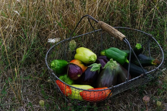 Des légumes de qualité & rémunérateurs pour toutes et tous Content