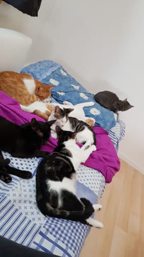 Pflegestelle ist voll Content