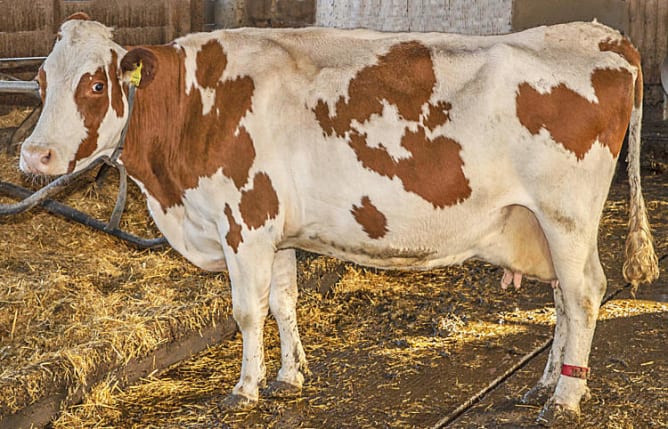 Cerisette erwartet ihr 10. Kälbchen, was sie behalten soll.