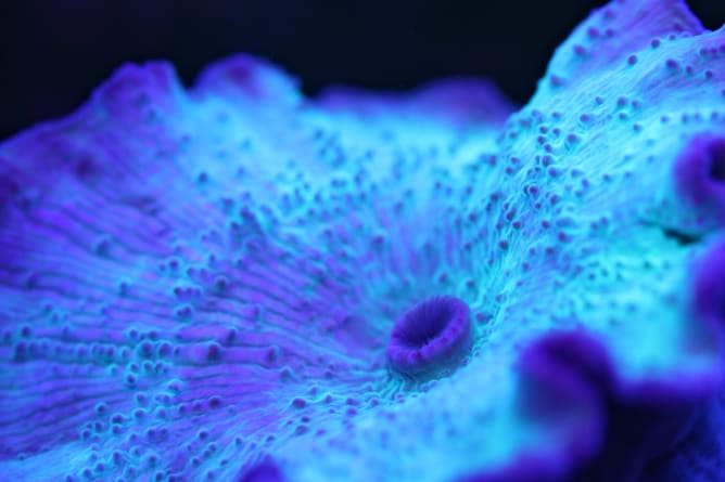 Coral under UV light. Credit: RAMONA OSCHE / coral reef image bank
