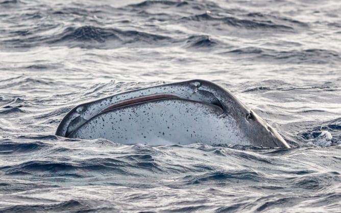 Un requin baleine, observé en octobre 2020 aux Açores! Content