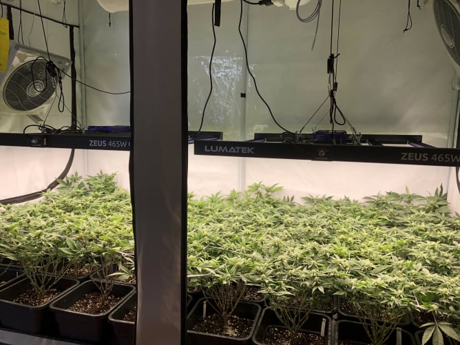 Eine Indoor Zucht Zelt Content