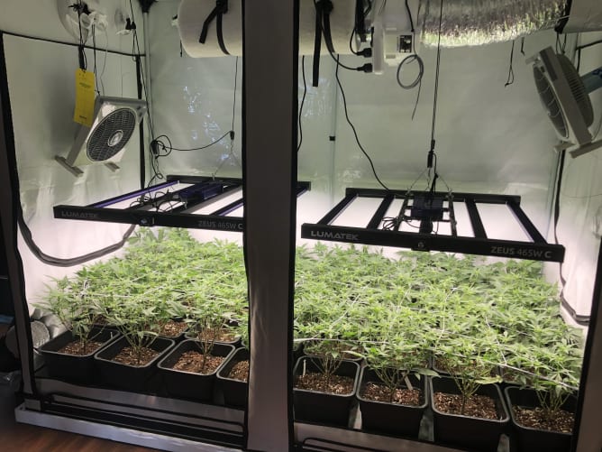 Die GrowBox Content