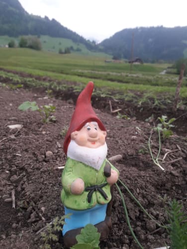 Joyeux notre fidèle compagnon