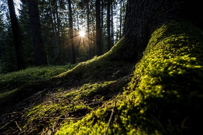 Waldmoment