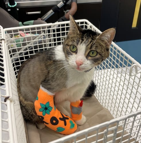 Zu Besuch bei Roxy im Tierspital