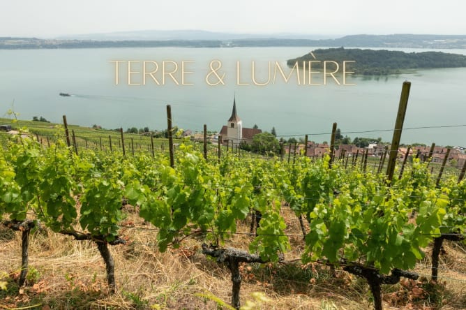 Die Aussicht in einem meiner Weinberge - Ein inspirierender Ort!