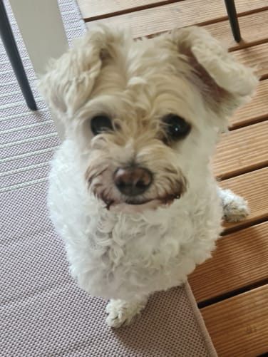 Gib mal das Leckerli