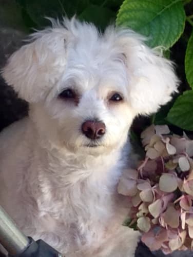 Bijou das Bijou 🥰