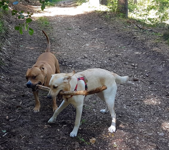 See how an American Staff and a Labrador can share the same toy...