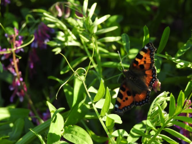 Insekten lieben die Pflanzen der Zwischenfrucht
