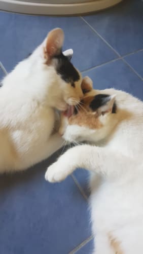 Girls in the loving daily routine