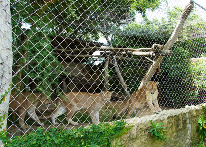 Our old, small enclosure