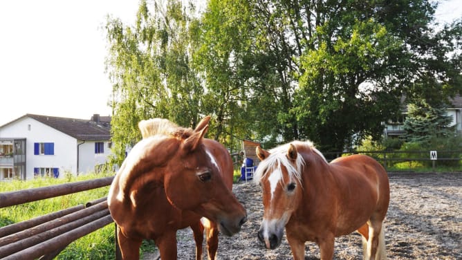 Ponygruppe Wynegg