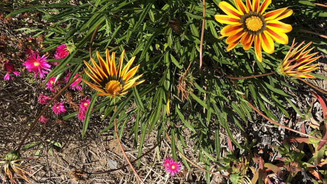 Permaculture? Portugal!