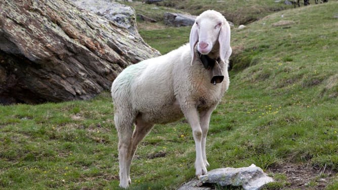 Conserver le Mouton de Saas