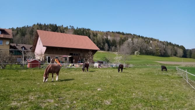 Ponyschür Schönau