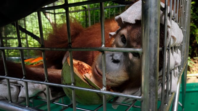 Enclosures for Orangutans