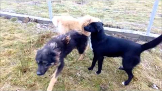 Der zweite Hundeauslauf ist fertig!