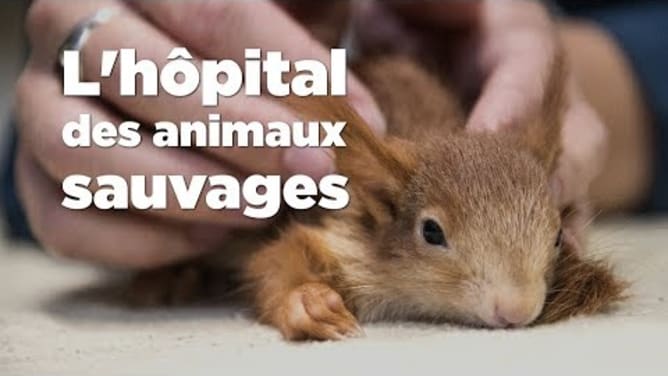 L'hôpital des animaux sauvages