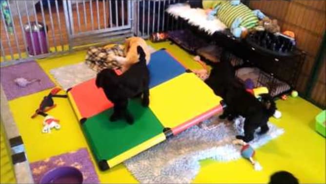 Therapie Hund Video