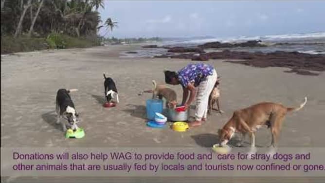 Support for Goans and animals #covid19