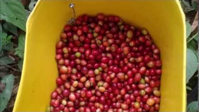 Coffee from crop to cup
