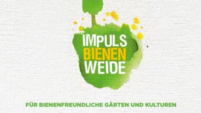 Impuls Bienen Weide