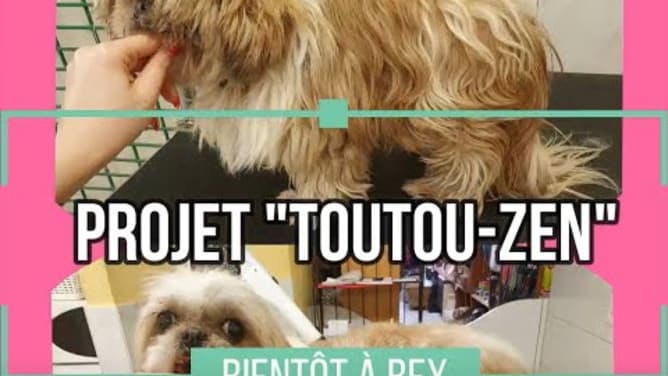Projet ToutouZen