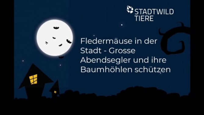 Grosse Abendsegler und ihre Baumhöhlen schützen