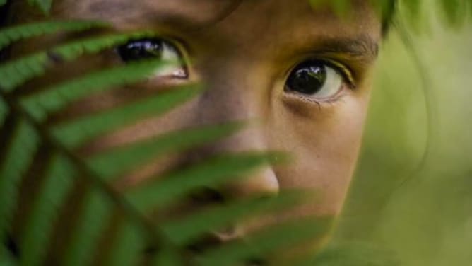 A Glipse of the crisis for the Guardians of the Forest