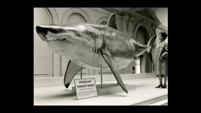 Lifting pour requin