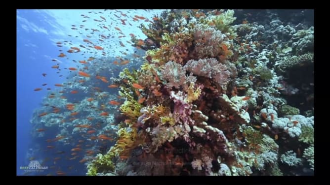 Reefcalendar - The project for our seas