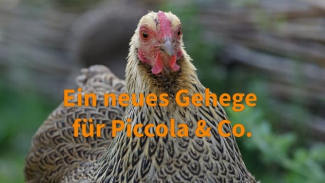 Ein neues Hühnergehege für Piccola & Co.