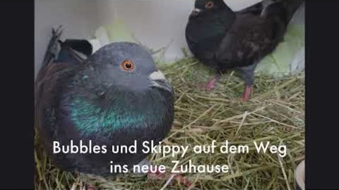 Taubenhilfe