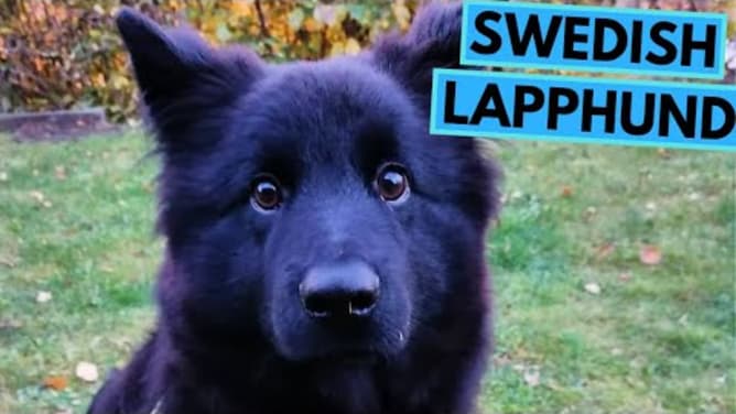Swedish Lapphund - TOP 10 Interesting Facts