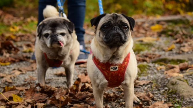 Daisy und Chili 