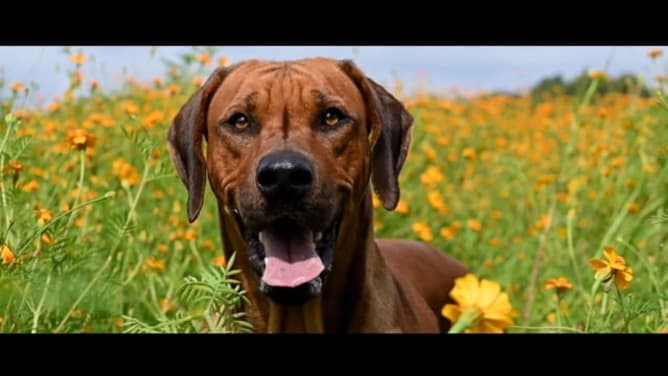 Trailer 1/24 DIE LEGENDE DER LÖWENHUNDE - THE LEGEND OF THE LION DOGS