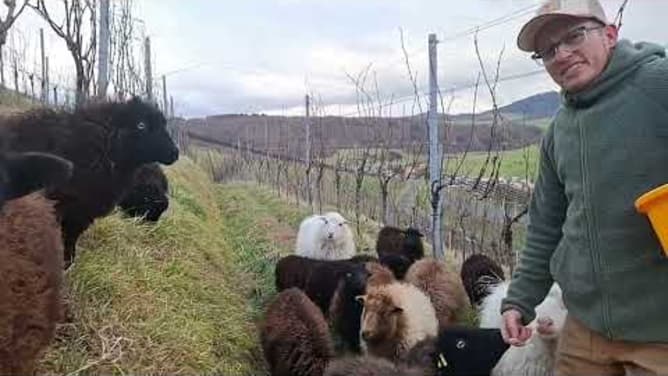 Vorstellung Buchmann Weine PIWI Reben
