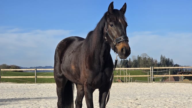 Rette das Pferd