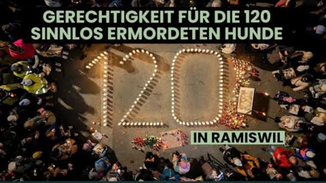 Gerechtigkeit für 120 Hunde - Tierschutzfall Ramiswil