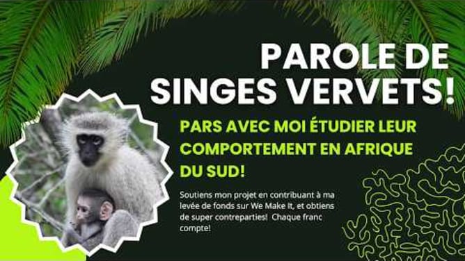 Parole de Singes Vervets!