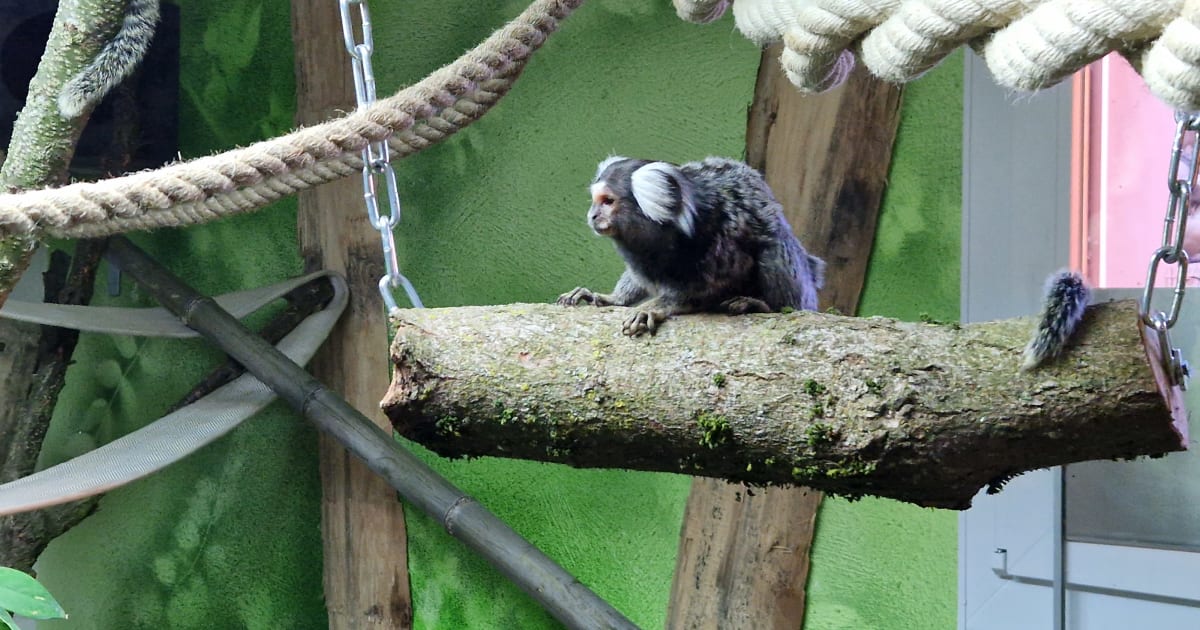 Aussengehege für Äffchen — Crowdfunding bei wemakeit