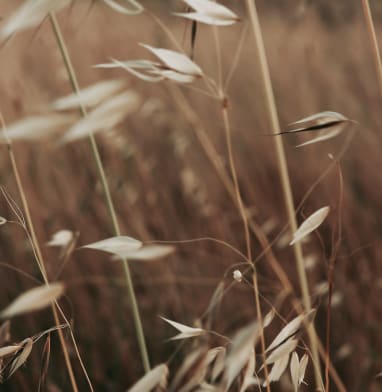 Lait d’avoine - SPRiNG
