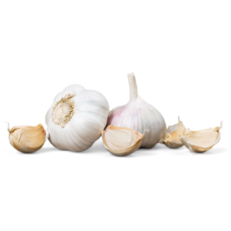 Garlic
