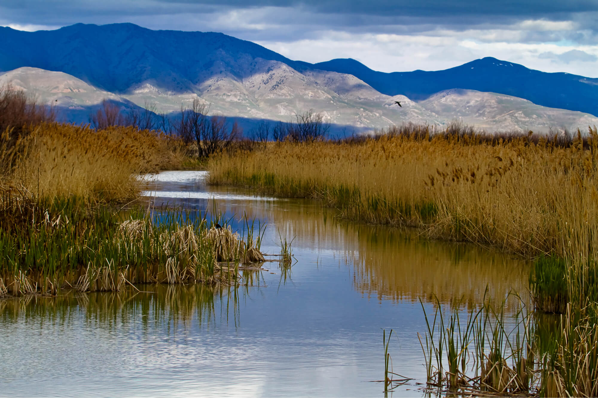 Bear River