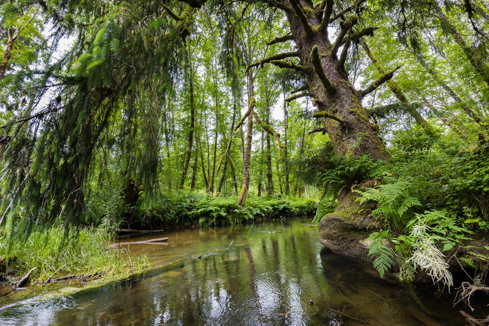 A large mossy tree on the bank of the Bear River